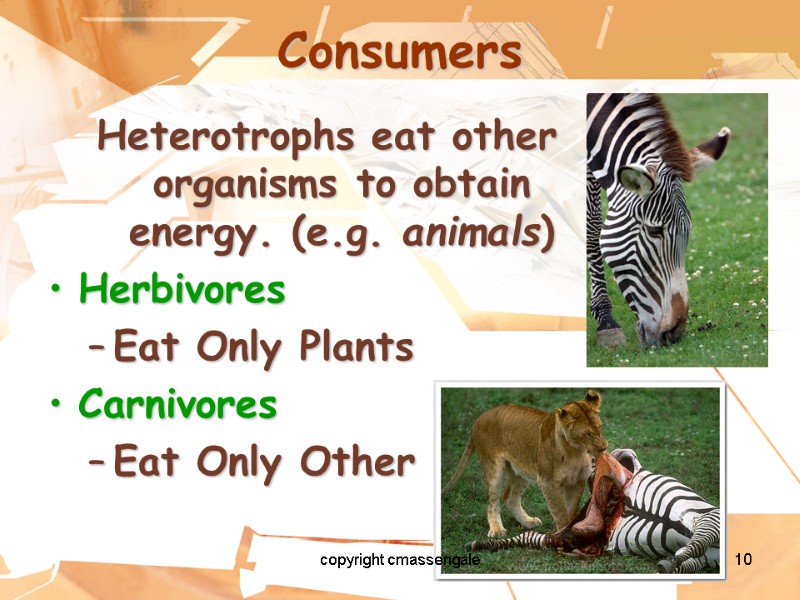 10 Consumers Heterotrophs eat other organisms to obtain energy. (e.g. animals) Herbivores Eat Only